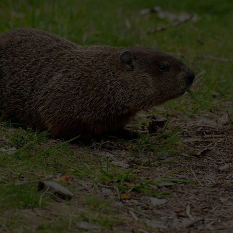 Groundhog