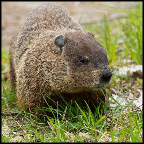 Groundhog