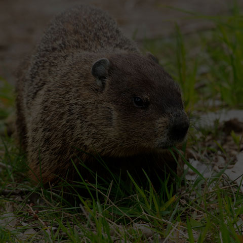 Groundhog