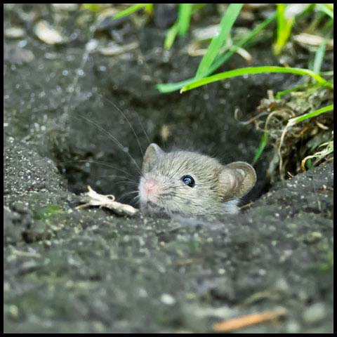 House Mouse