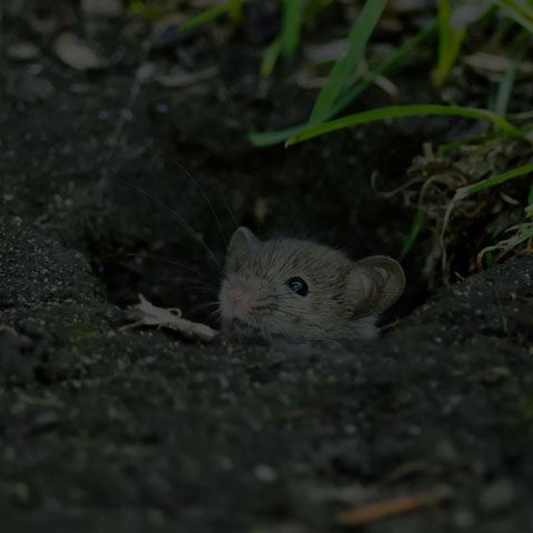 House Mouse