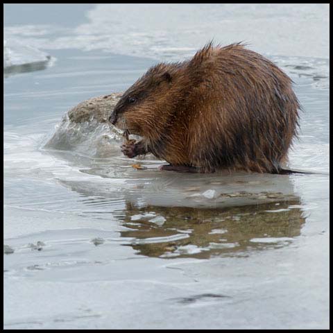 Muskrat