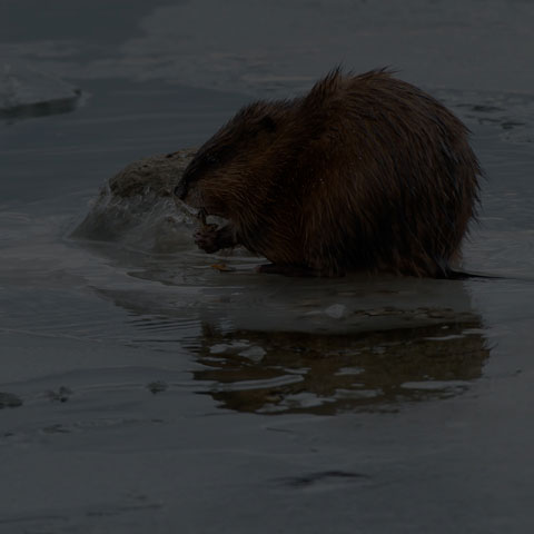 Muskrat