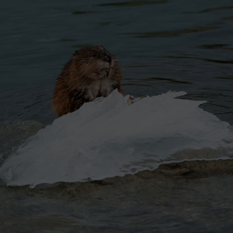 Muskrat