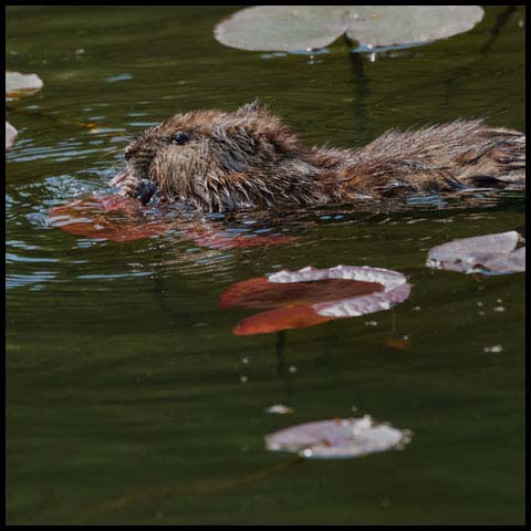 Muskrat