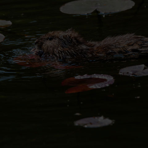 Muskrat