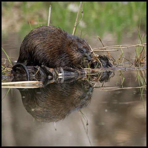 Muskrat