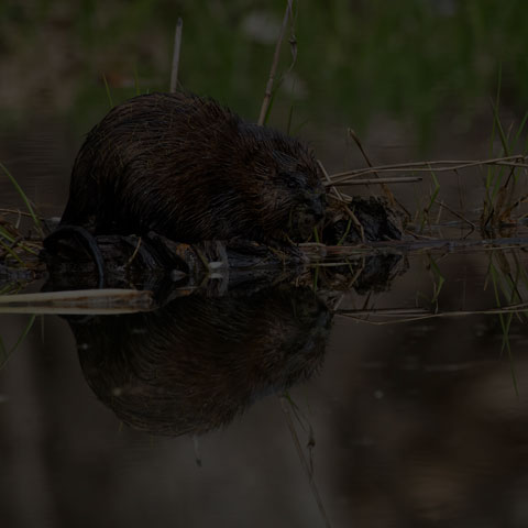 Muskrat