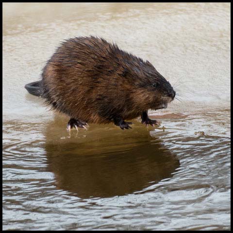 Muskrat