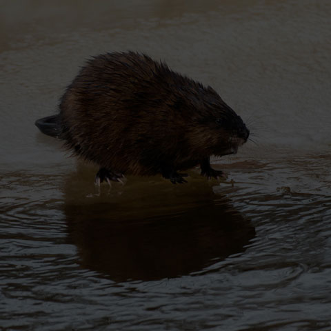 Muskrat