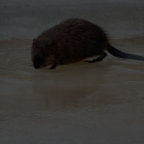 Muskrat