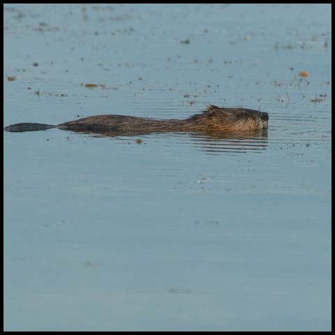 Muskrat