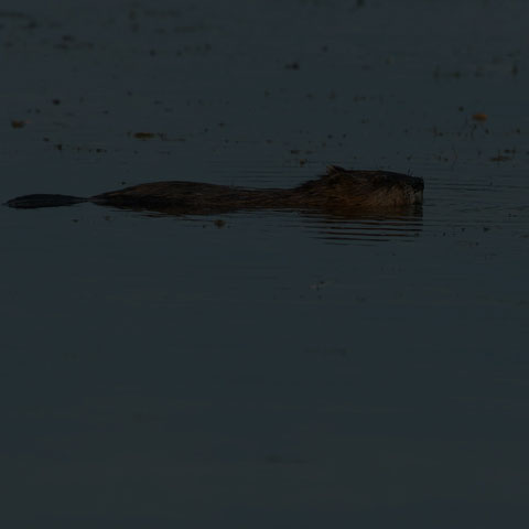 Muskrat