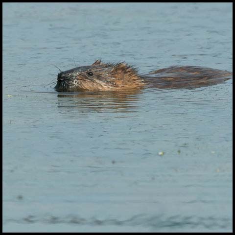 Muskrat