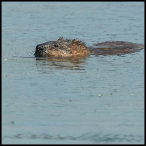 Muskrat