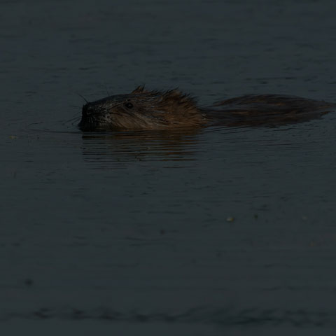 Muskrat