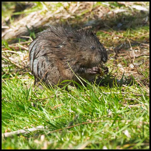 Muskrat