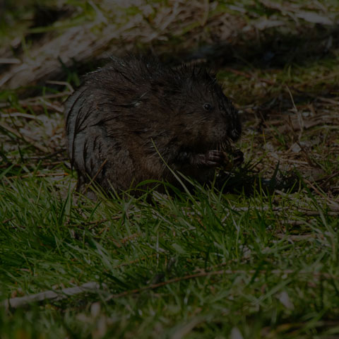 Muskrat