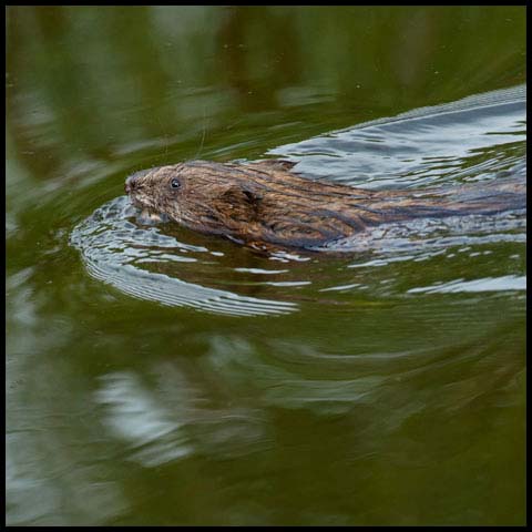 Muskrat