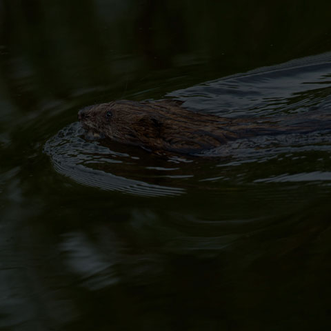 Muskrat