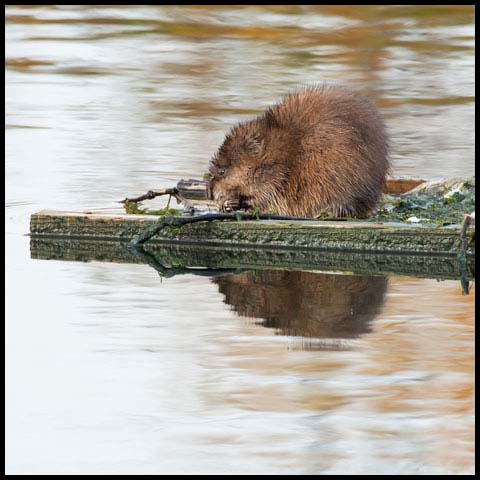 Muskrat