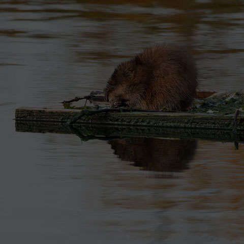 Muskrat