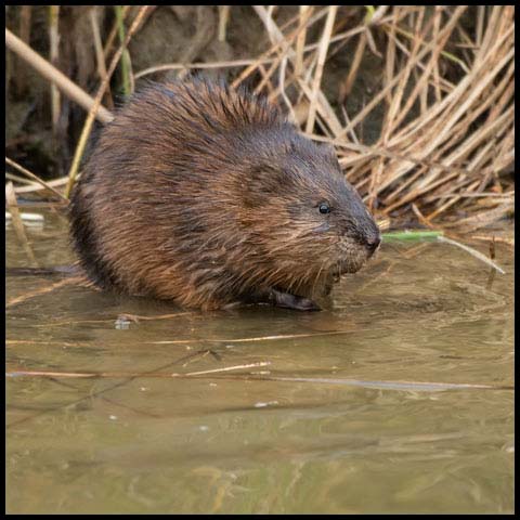 Muskrat