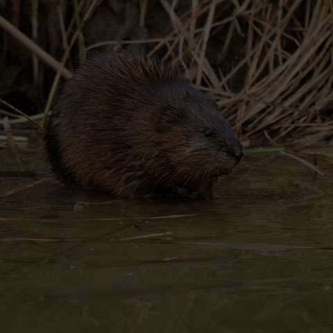 Muskrat