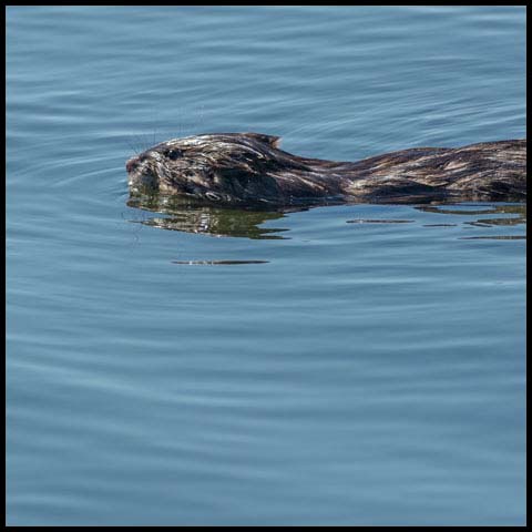 Muskrat