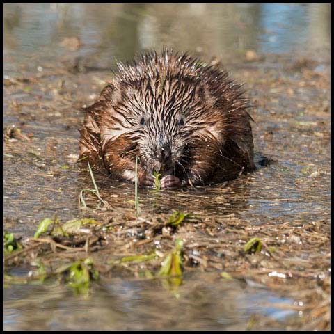 Muskrat