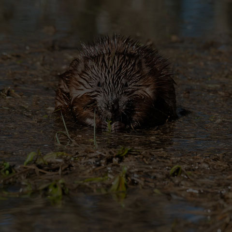 Muskrat