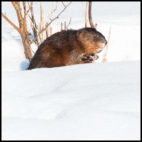 Muskrat