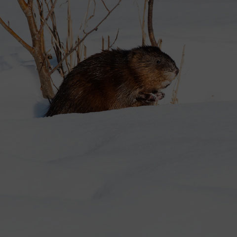 Muskrat