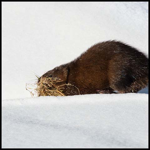 Muskrat