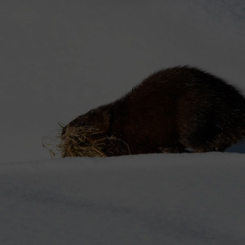 Muskrat