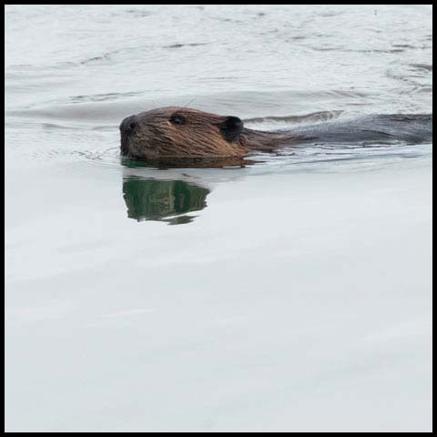 North American Beaver