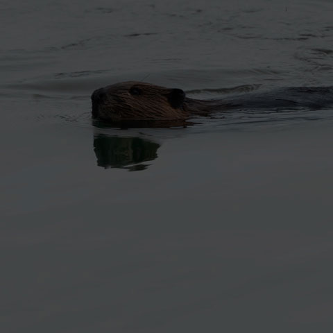 North American Beaver