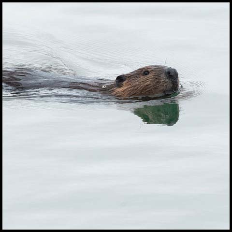 North American Beaver