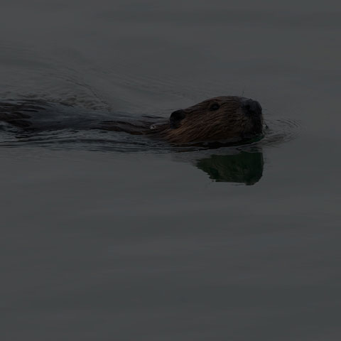 North American Beaver