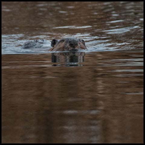 North American Beaver