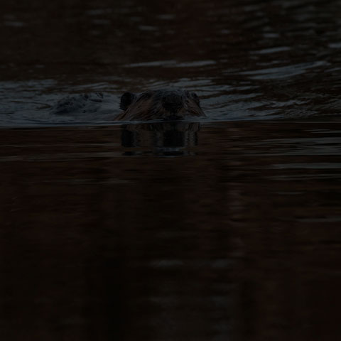 North American Beaver