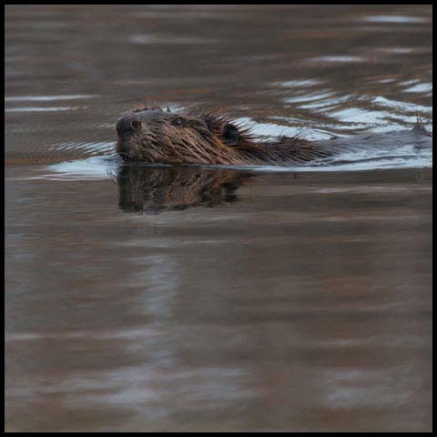 North American Beaver