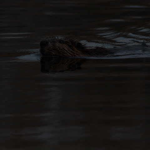 North American Beaver