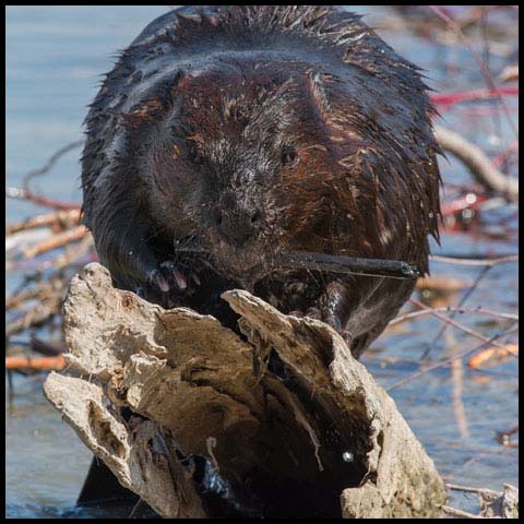 North American Beaver