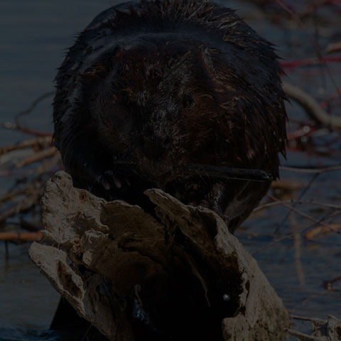 North American Beaver