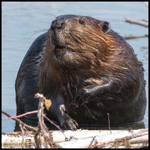 North American Beaver