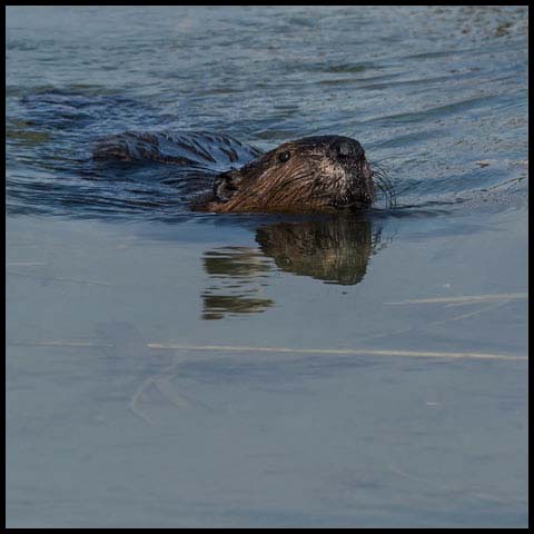 North American Beaver