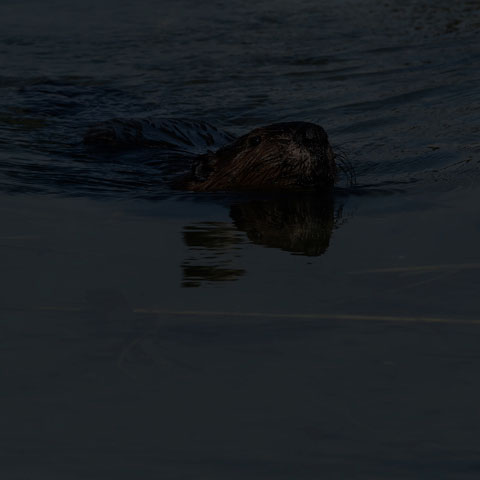 North American Beaver