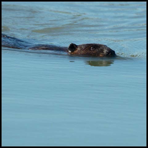 North American Beaver