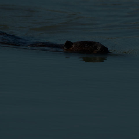 North American Beaver